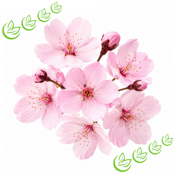 Parfümöl Cherry Blossom 3 l